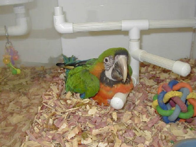 Parrot Sitting in a Cage